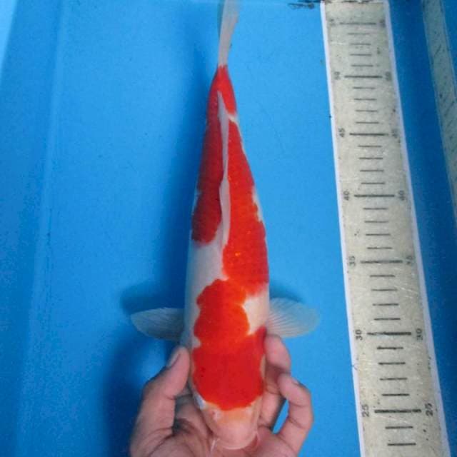 Kohaku sedikit bengkok30cm