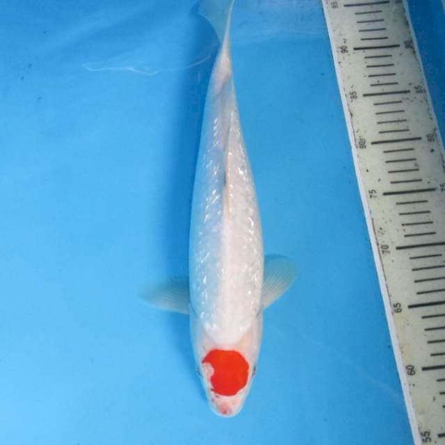 Nagata40cm