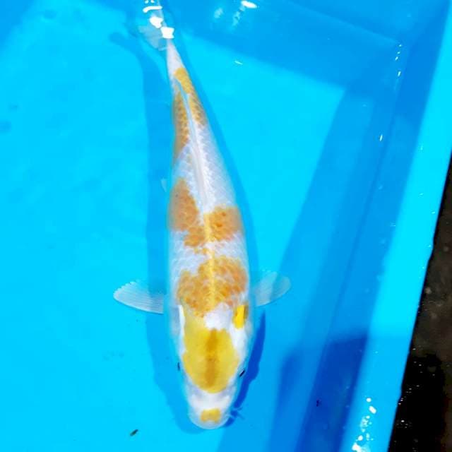 Hariwake 35 cm