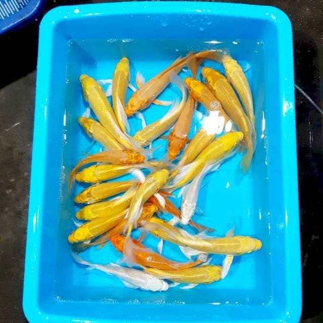 Kumpay 16-23 cm 30 ekor