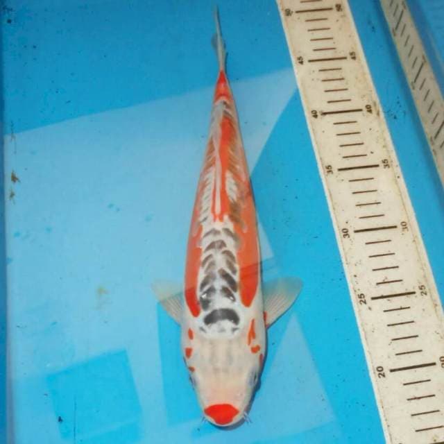 32cm F1 KUCIBENI HANA SHUSUI