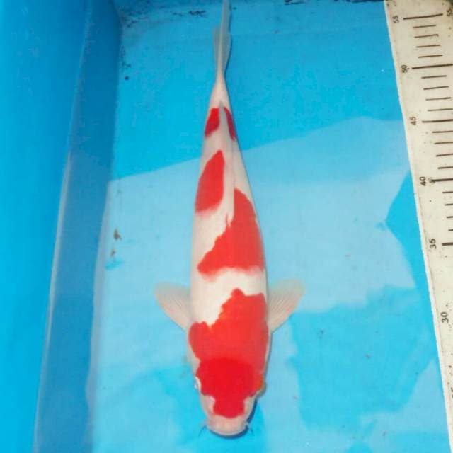 33cm F1 KOHAKU