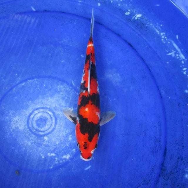 Showa sansoku ±28cm