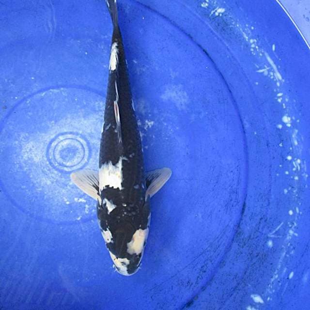 Black shiroo±32cm