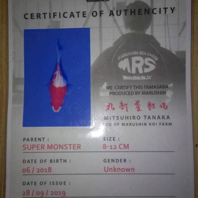 Tamasaba (Marushin) 11cm. import dan Sertifikat