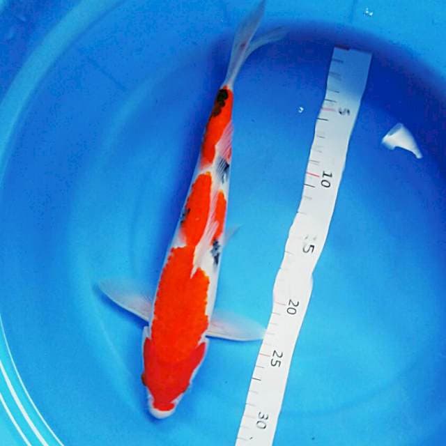 Sanke step 31cm male
