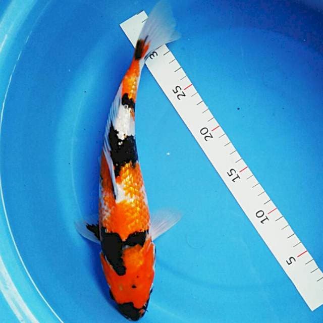 Hi showa ginrin 30cm