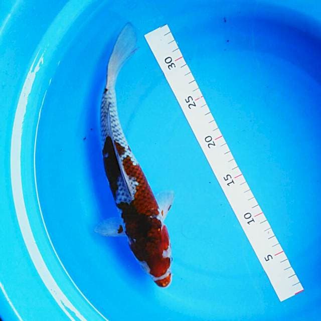 Ochiba 27cm
