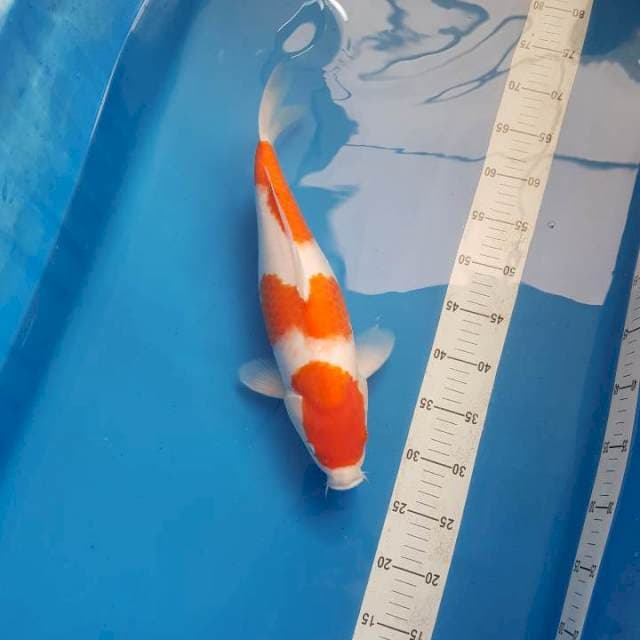 Sandan Kohaku