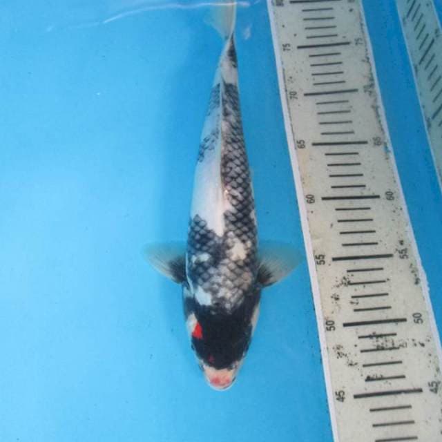 Super tanco shiro32cm