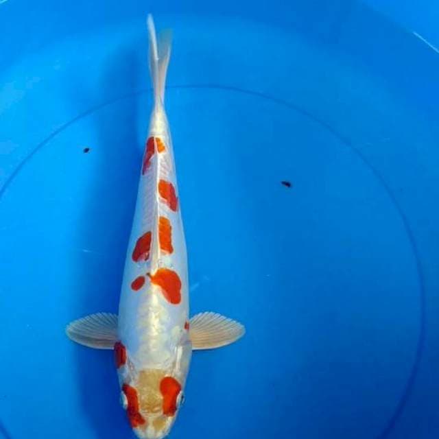 Khusui hikari jantan 35cm