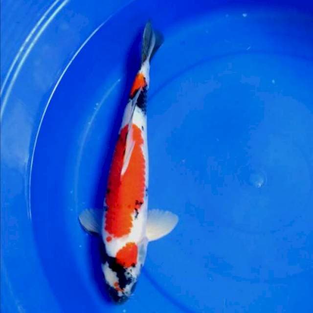 big showa male 42 cm 