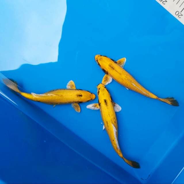 Antik banana 22-25cm