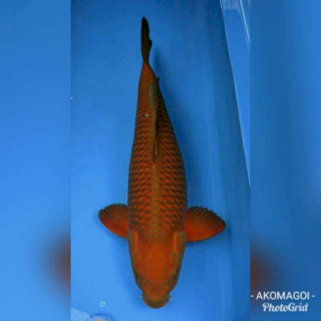 Jumbo cagoi tembaga