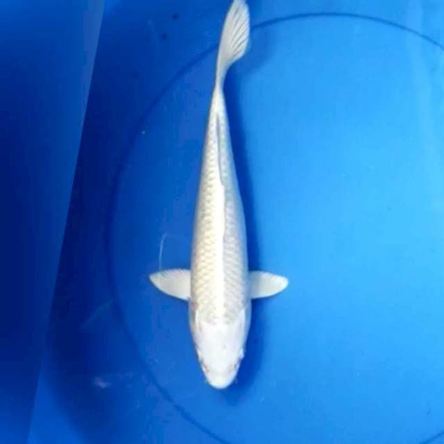 Platinum putih salju