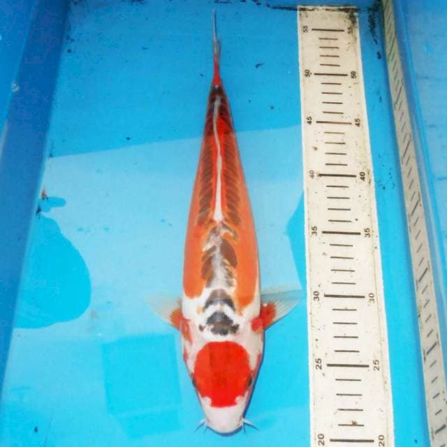 35cm TANCHO SHUSUI