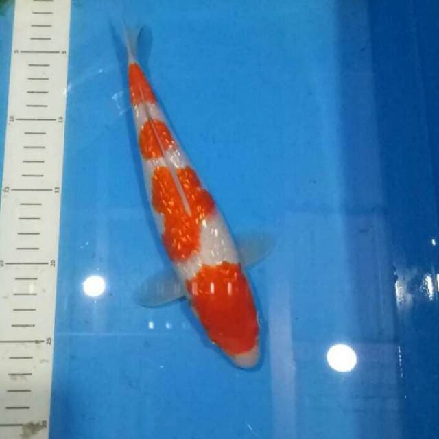 YONDAN 26 CM