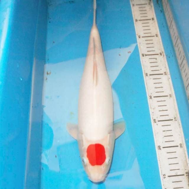 41cm F1 TANCHO