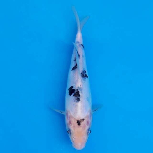 Doitsu bekko 20cm