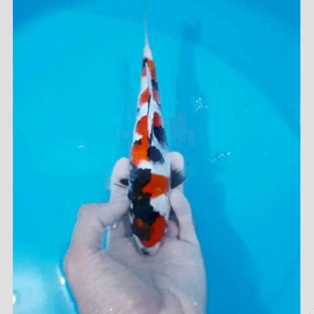 showa original korban PHP 25cm