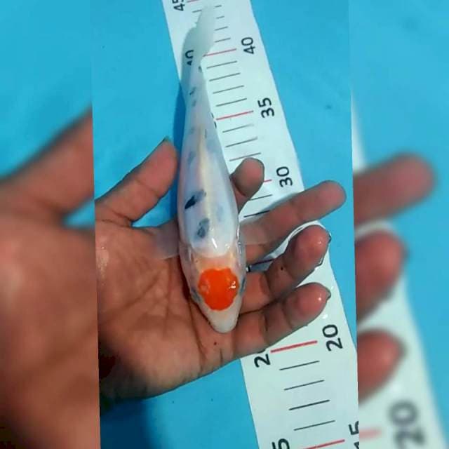 Tc showa tategoi 20cm