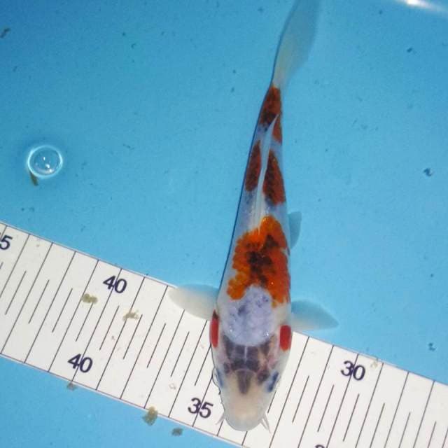 Goshiki 16cm