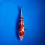 Kohaku ori 25 cm