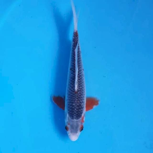 Asagi 22 cm