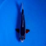 Asagi 22 cm