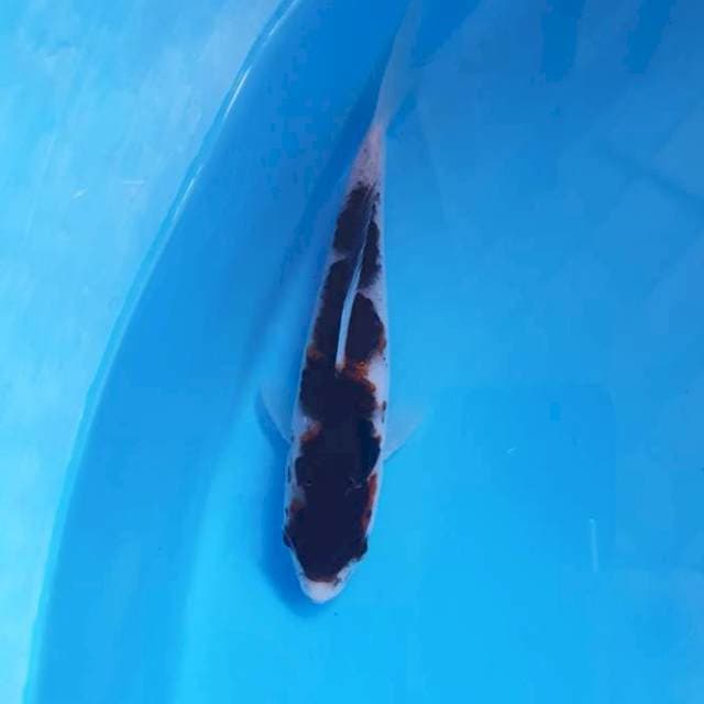 Goromo 15 cm