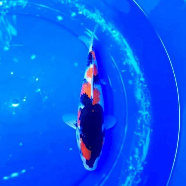 Showa Shansoku 23cm