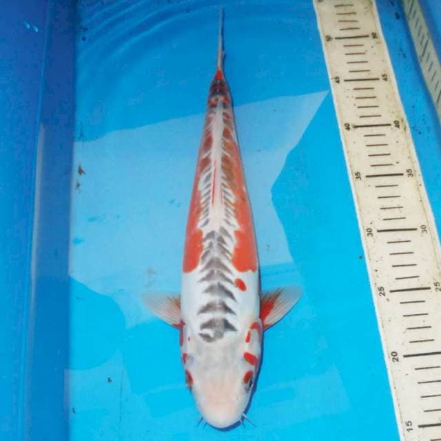 35cm HANA SHUSUI