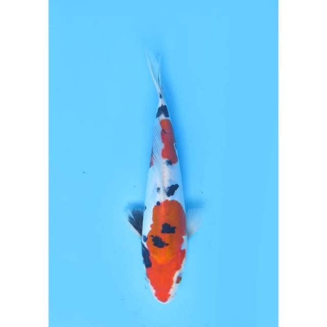 Sanke Doitsu Murni HQ - 20cm Male