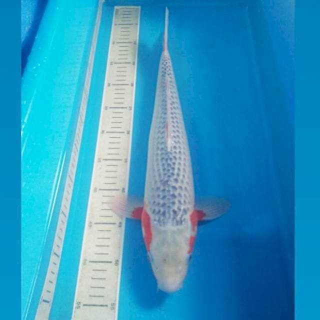 JUMBO HQ Asagi, Male 47 cm