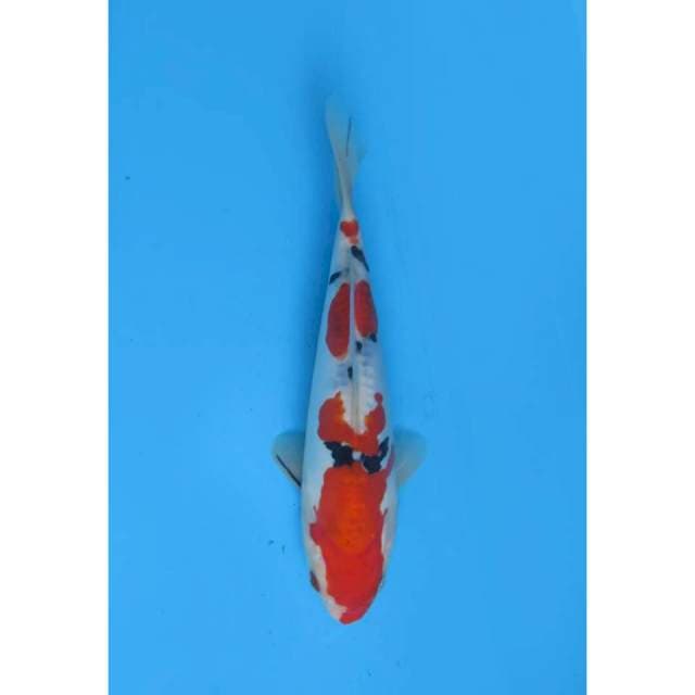 Yondan Sanke Original Doitsu Murni HQ - 23cm Male