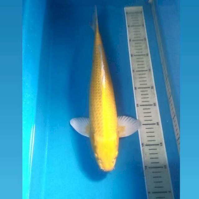 Yamabuki Ogon, male 45 cm