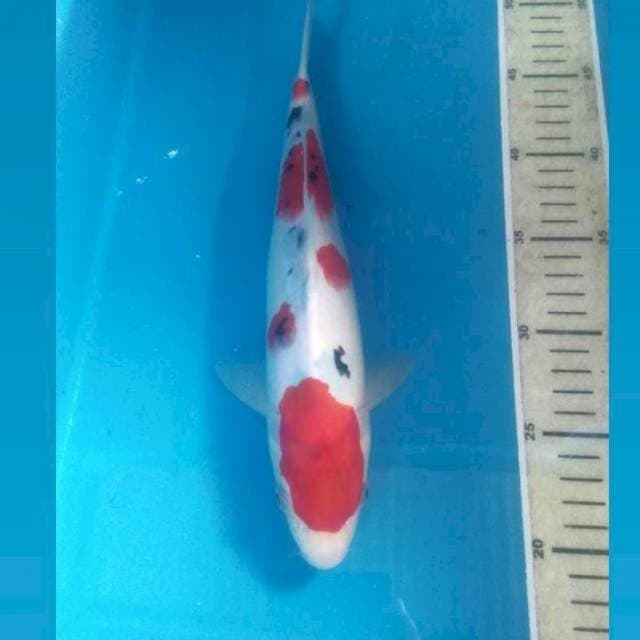 Sanke Tategoi, male 30 cm