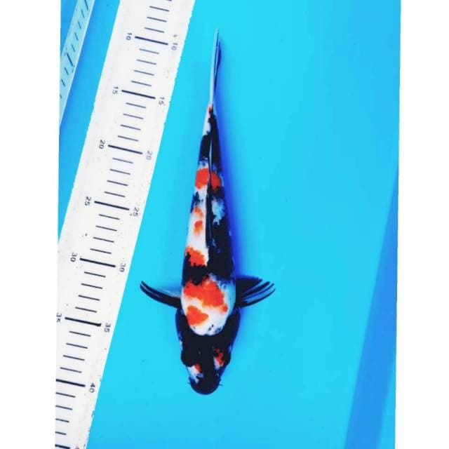 SHOWA SANGAR 30 CM