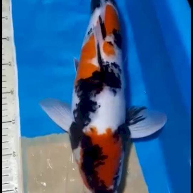 SHOWA 47 CM