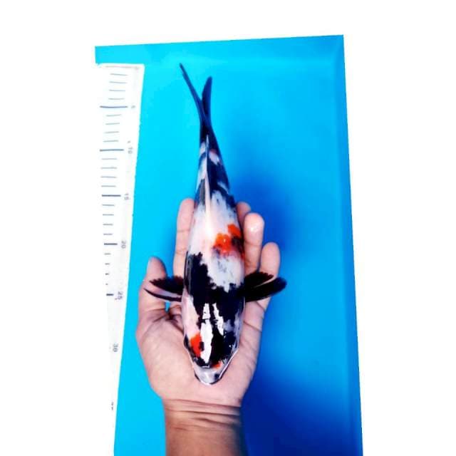 KINDAI SHOWA 28 CM