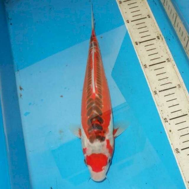 32cm TANCHO HANA SHUSUI