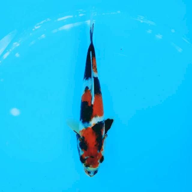 Showa 25 cm 