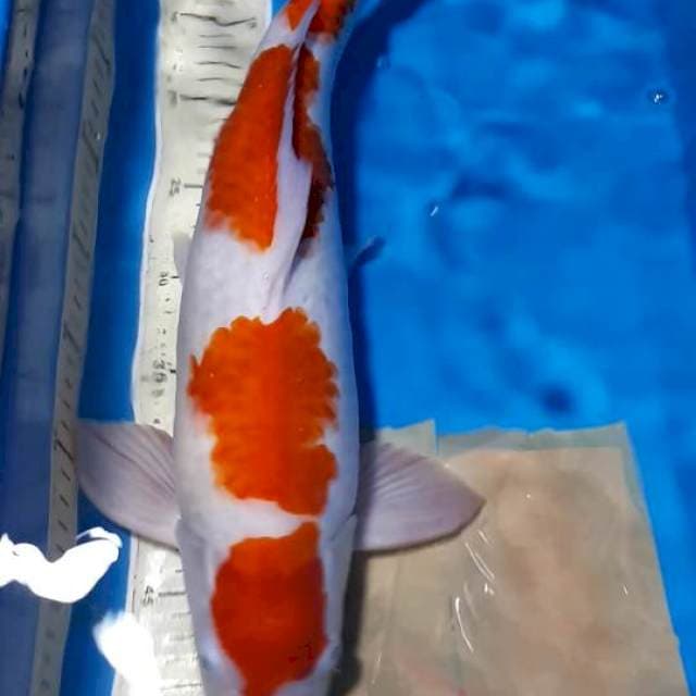 KOHAKU JUMBO 4 STEP 47 CM