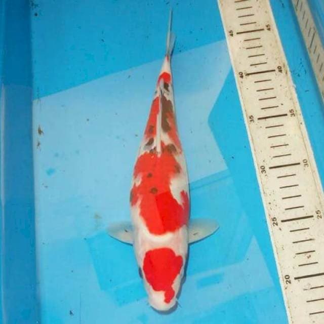 30cm SANKE 4step