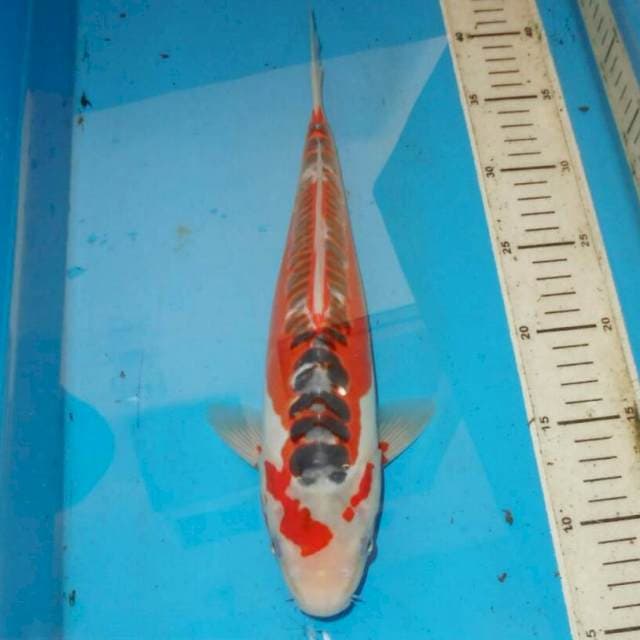 34cm HANA SHUSUI MERONA