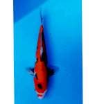 HiSHOWA 35 CM