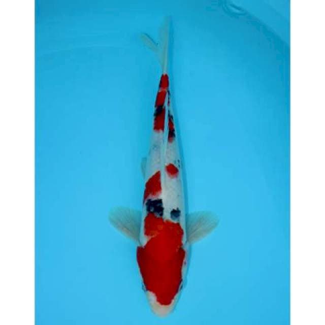 SANKE TSUBOSUMI 34 CM