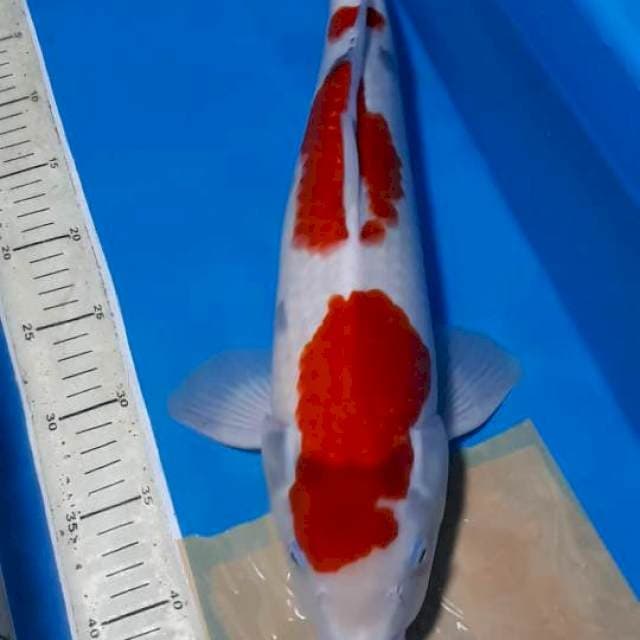 SANKE RED STRONG 46 CM