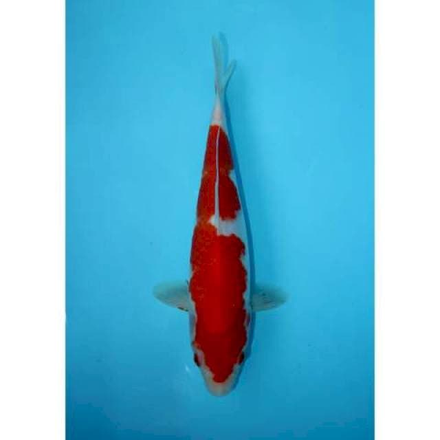 KOHAKU 28 CM