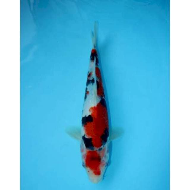 SANKE 31 CM